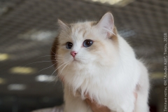 IMG_8618_новый размер