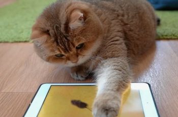 Играем с котиками удалённо, могут ли гаджеты заменить нас?