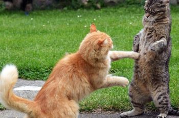 Почему кошки дерутся лапами?