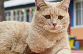 Вы решили приютить кошку без лапки, как с ней быть?