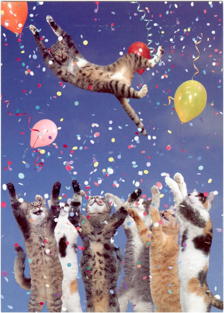 Кошки поздравляют с днем рождения