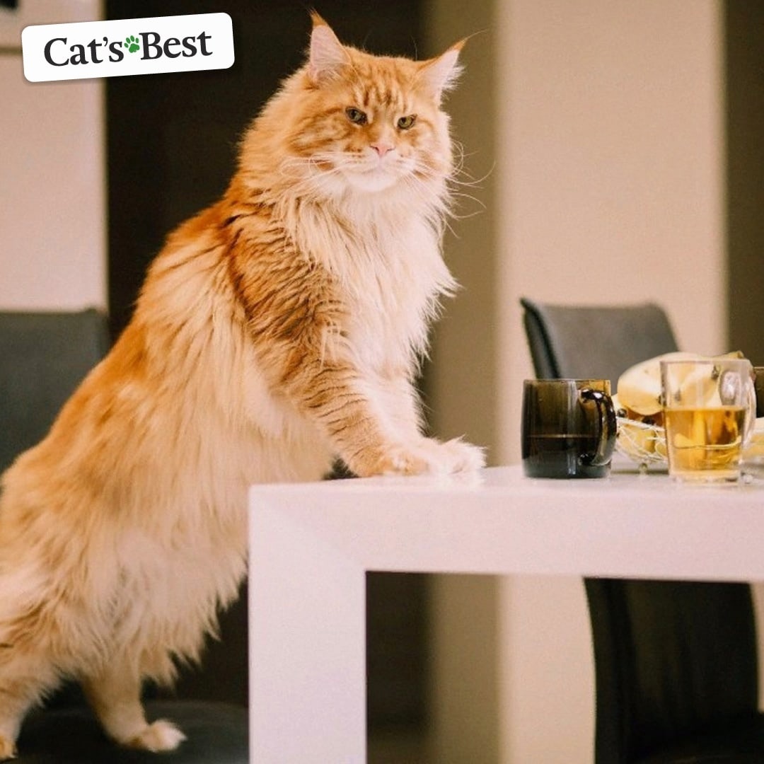 Что значит если кот сидит. Кошка на столе. Кошка сидит. Кот облокотился. Кот лезет на стол.