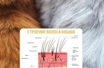 Кошачья шерсть, интересные факты