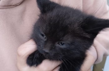 Нашли котёнка? Что делать?