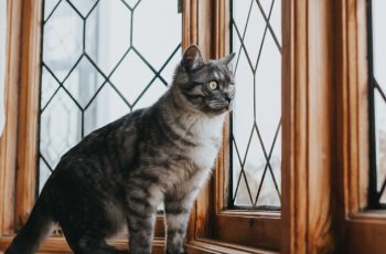 Что делать, если кошка рвётся на улицу?