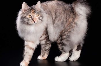 Российские кошки — лучшие в мире среди ветеранов!