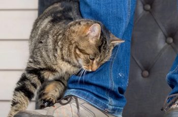 Уличная кошка подходит и трётся о ваши ноги. Почему?