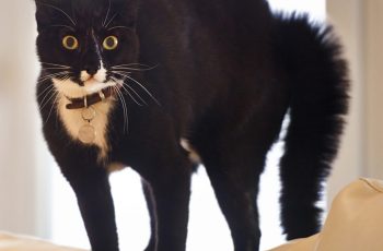 В роликах из соцсетей кошки часто выглядят пугливыми, почему?