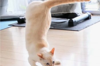 Может ли кошка ходить только на передних лапах?
