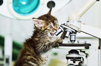 Котики и наука